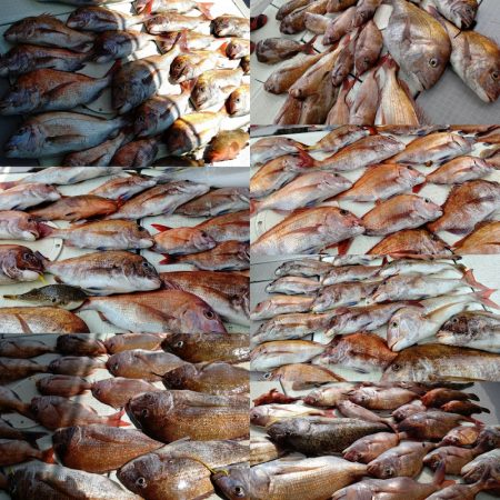 タイラバ遊漁船 ワンピース 釣果