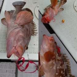 タイラバ遊漁船 ワンピース 釣果