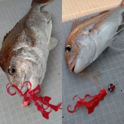 タイラバ遊漁船 ワンピース 釣果