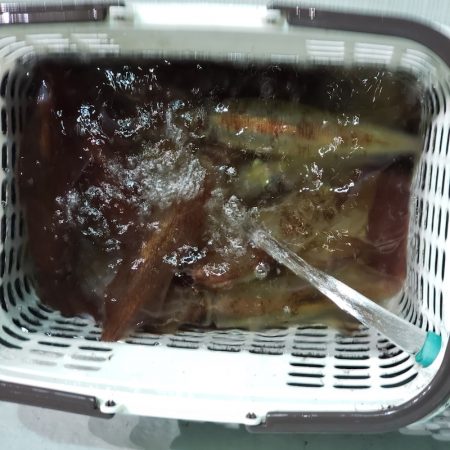 シーライオン 釣果