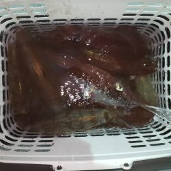 シーライオン 釣果