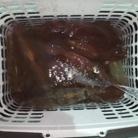 シーライオン 釣果