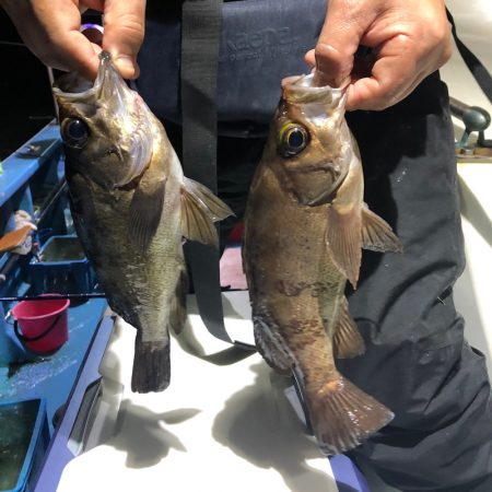 ヤザワ渡船 釣果