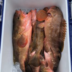 フィッシング キッタカ 釣果