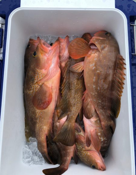 フィッシング キッタカ 釣果