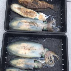 渡船屋たにぐち 釣果