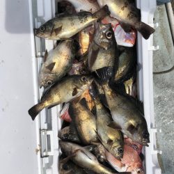 フィッシング キッタカ 釣果