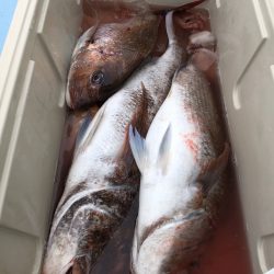 第二八坂丸 釣果