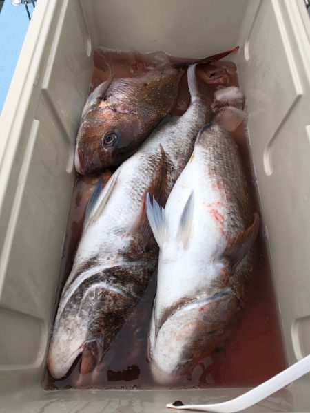 第二八坂丸 釣果