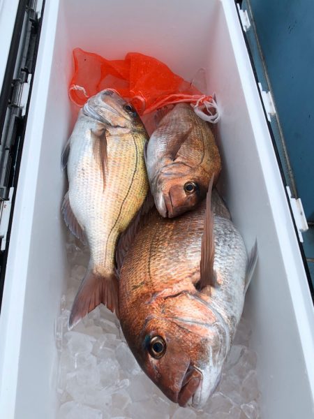 第二八坂丸 釣果