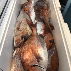 第二八坂丸 釣果