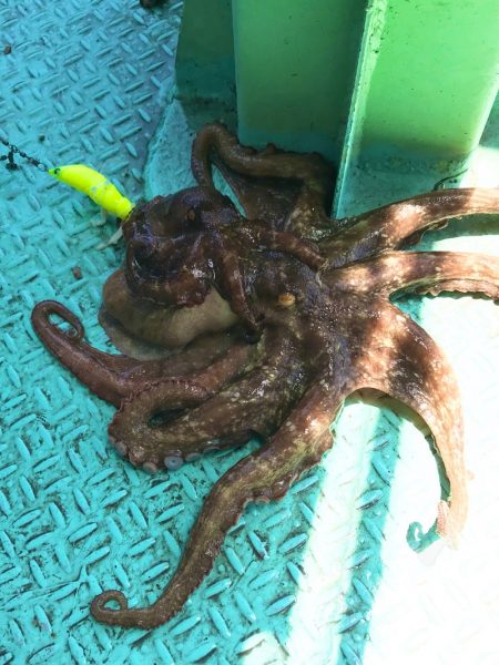 ヤザワ渡船 釣果