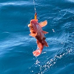 あみや渡船 JIGBOY 釣果