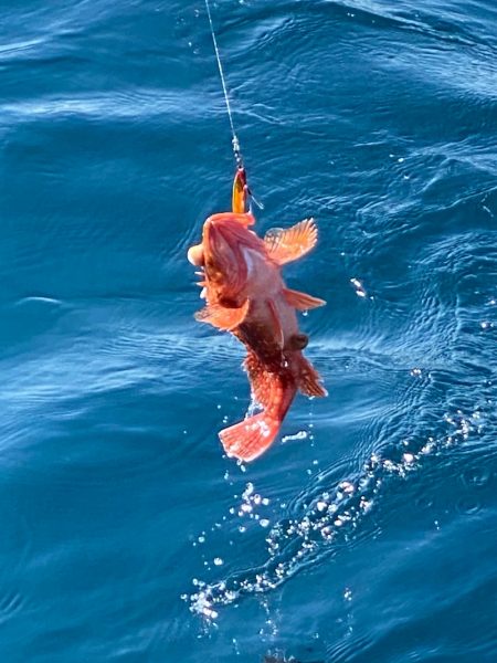 あみや渡船 JIGBOY 釣果