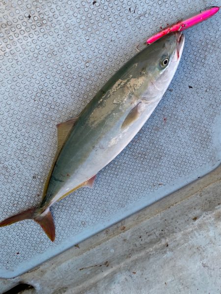 あみや渡船 JIGBOY 釣果