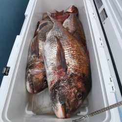 第二八坂丸 釣果