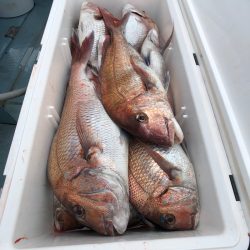 第二八坂丸 釣果