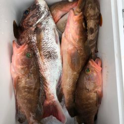 フィッシング キッタカ 釣果