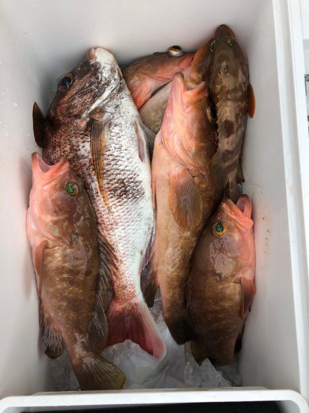 フィッシング キッタカ 釣果