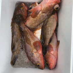 フィッシング キッタカ 釣果