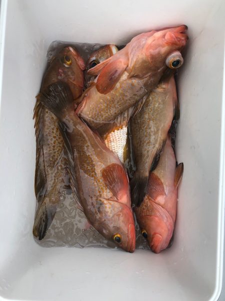 フィッシング キッタカ 釣果