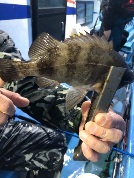 ヤザワ渡船 釣果