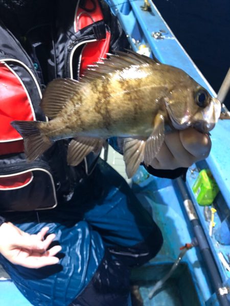 ヤザワ渡船 釣果