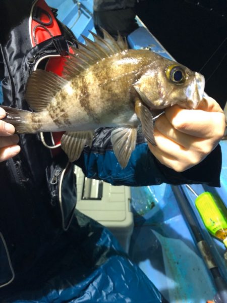 ヤザワ渡船 釣果