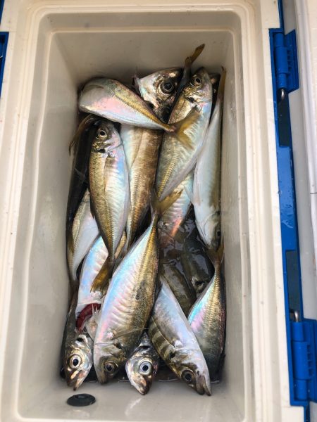 ヤザワ渡船 釣果