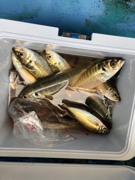 ヤザワ渡船 釣果