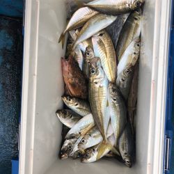 ヤザワ渡船 釣果