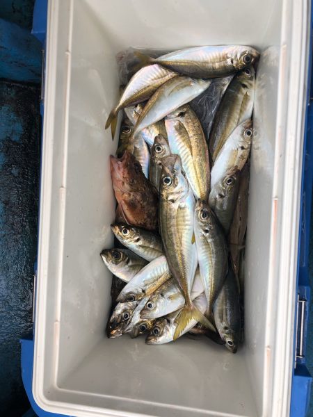 ヤザワ渡船 釣果