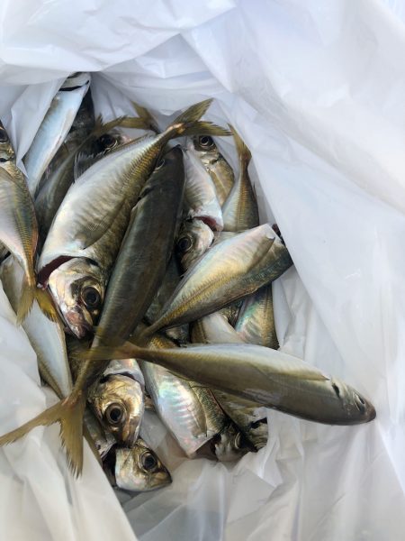 ヤザワ渡船 釣果