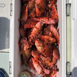 フィッシング キッタカ 釣果