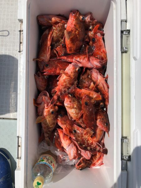 フィッシング キッタカ 釣果