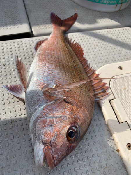 エヌスタイル 釣果
