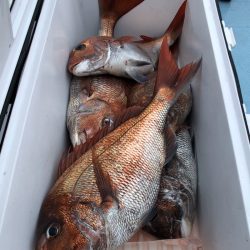 第二八坂丸 釣果