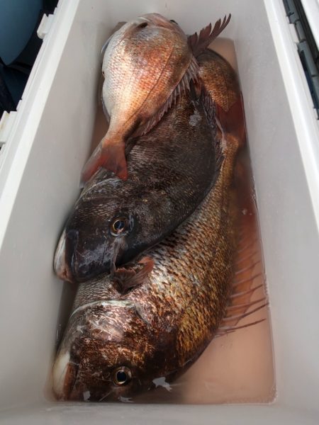 第二八坂丸 釣果