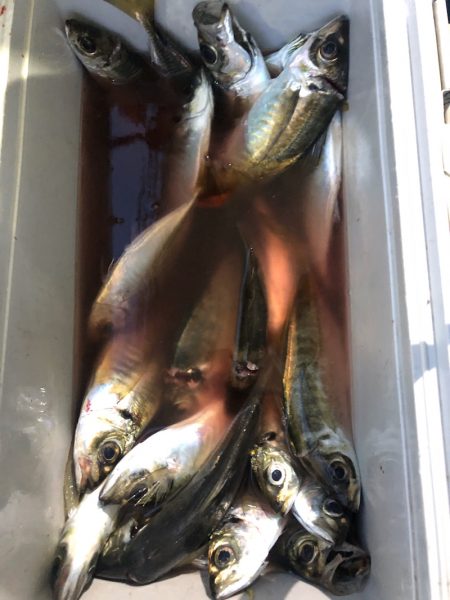 ヤザワ渡船 釣果