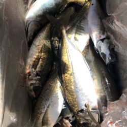 ヤザワ渡船 釣果