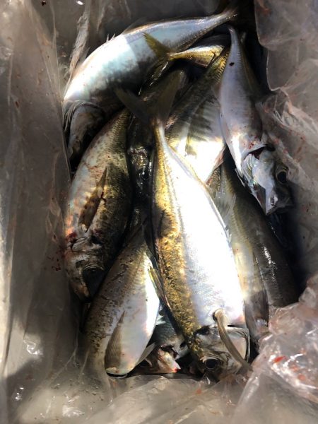 ヤザワ渡船 釣果