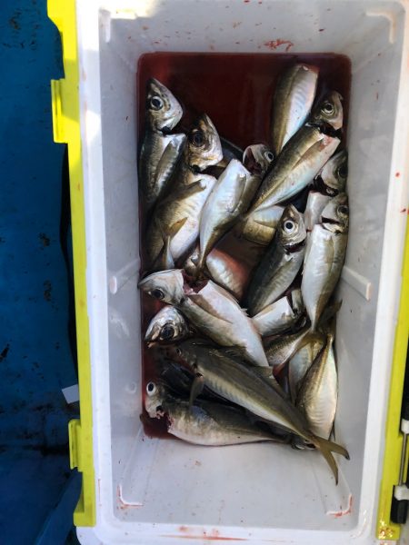 ヤザワ渡船 釣果