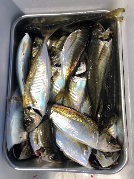 ヤザワ渡船 釣果