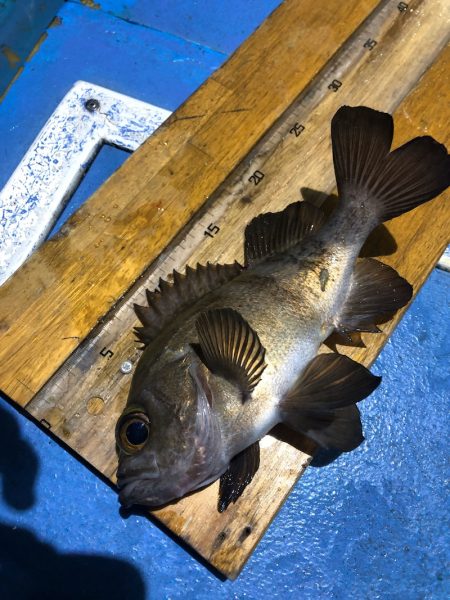 ヤザワ渡船 釣果