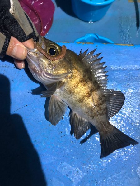 ヤザワ渡船 釣果