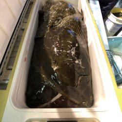 第二八坂丸 釣果