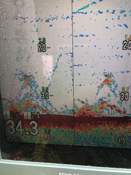 ビッグファイター 釣果