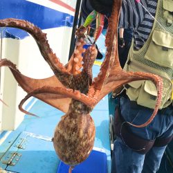 ヤザワ渡船 釣果