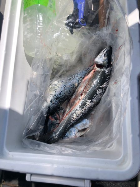 第二　つれたか丸 釣果