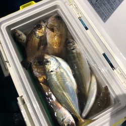 ヤザワ渡船 釣果